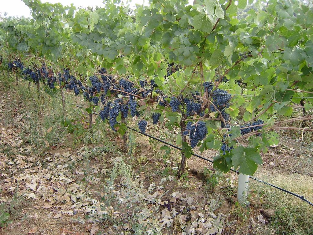 Pensjonat Turimenha Marvão Zewnętrze zdjęcie